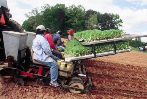 Three men in a farming implement harvesting tobacco